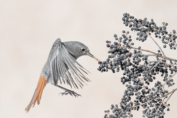 Majestic portrait of Black redstart female at hunt (Phoenicurus ochruros)