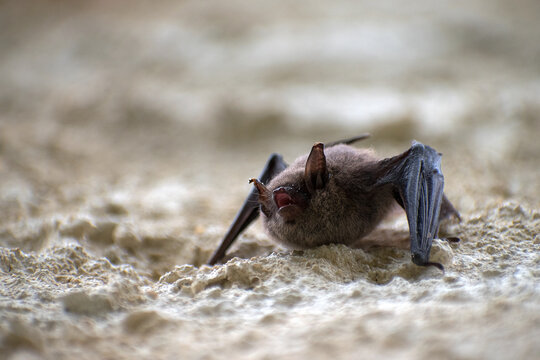 Bat. A small bat hanging on the wall. The bat has an open mouth.