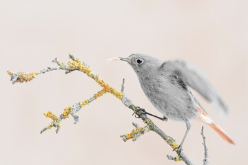 The redstart at hunt (Phoenicurus phoenicurus)