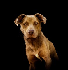 Fototapeta na wymiar Dog portrait, young brown, looking, cute, black background.