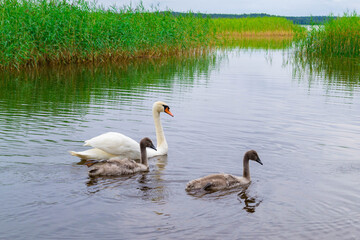 Mother swan with two small grey babies swims.