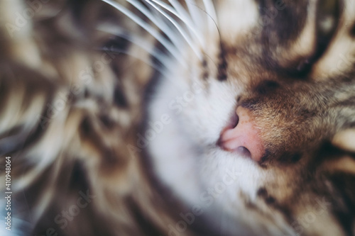 Close Sur Le Nez Rose D Un Petit Chat Tigre Nez De Chat Mignon Wall Mural Picsart Close Sur Le Nez Rose D Un Petit Chat Tigre Nez De Chat Mignon Wall Mural Picsart