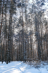 Gorgeous winter landscape with pine forest and snowy road, background with copy space, winter romantic sunny day, silence and wild nature