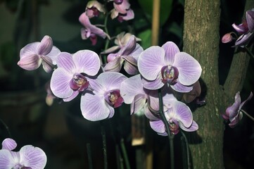 Bunches of white purple and pink Phalaenopsis orchid flowers in a botanical garden