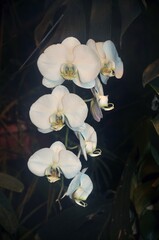 Fototapeta na wymiar Bunches of white purple and pink Phalaenopsis orchid flowers in a botanical garden