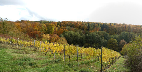 Naklejka premium Weinberg bei Hoerstein