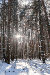 Gorgeous winter landscape with pine forest and snowy road, background with copy space, winter romantic sunny day, silence and wild nature