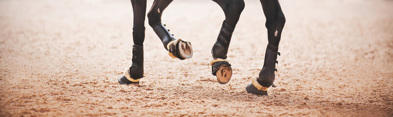 The hooves of a black horse trot across an outdoor sandy arena on a bright day. Equestrian sports....
