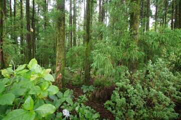 Azores islands, natural landscapes in Sao Miguel