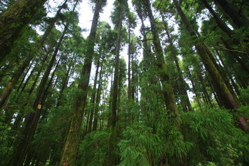 Azores islands, natural landscapes in Sao Miguel