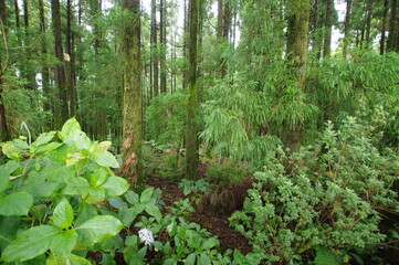 Obraz premium Azores islands, natural landscapes in Sao Miguel