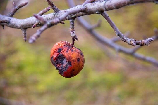 Pomme pourrie sur l'arbre