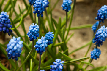 Blooming hyacinth flower in the garden