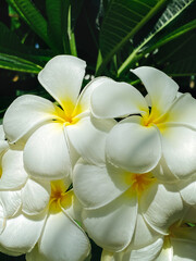 A close-up photograph of a white tropical frangipani flower, fragrant bloom