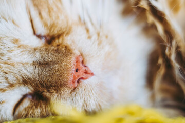 Close sur le nez rose d'un petit chat tigré - Nez de chat mignon