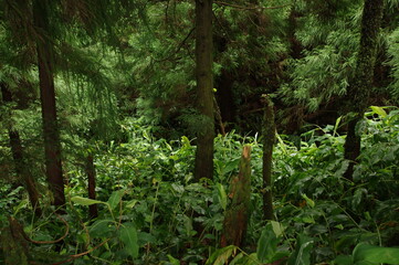 Fototapeta premium Azores landscapes, nature and trekking