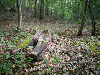 Tree trunk rotting on the forest floor covered with moss, dead tree log without bark