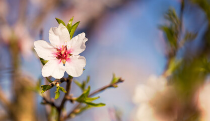 Floral web banner, white easter or mothers day flower in spring. Springtime, spring forward concept, web banner.