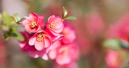 Pink japanese quince flower in spring. Floral web banner, background.