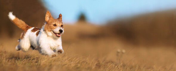Playful happy cute smiling pet dog puppy running, jumping in the grass. Web banner.