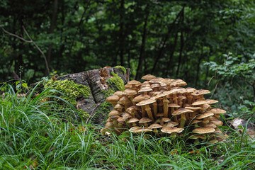 Armillaria mellea, commonly known as honey fungus, is a basidiomycete fungus in the genus Armillaria.