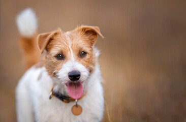 Funny dog face. Happy smiling cute jack russell terrier pet puppy listening.