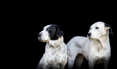 Two dalmatians, looking in same direction, cute dogs, black background.