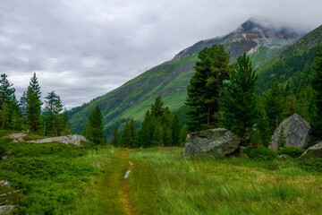 path through a meadow with rocks and green trees