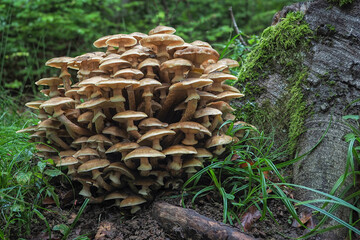 Armillaria mellea, commonly known as honey fungus, is a basidiomycete fungus in the genus Armillaria.