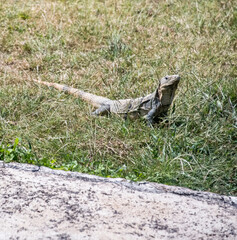 The black iguana (Ctenosaura similis)  90