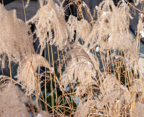 pampas grass covered in snow