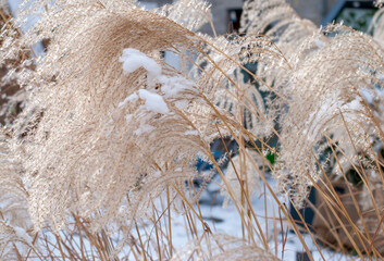 pampas grass in winter time