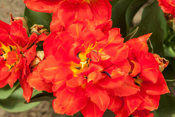 Blooming lily flower in the garden