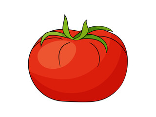 Red tomato vector illustration isolated on white background.