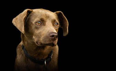 Fototapeta na wymiar Dog portrait, alone, young brown, looking, cute, black background.