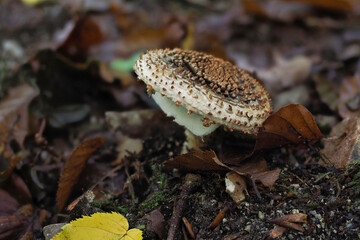 The Stinking Dapperling (Lepiota aspersa) is a poisonous mushroom