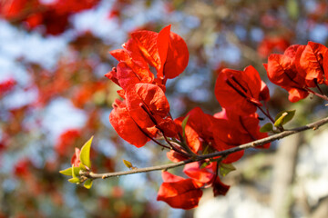 Red Flower in the garden