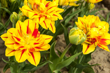 Blooming lily flower in the garden