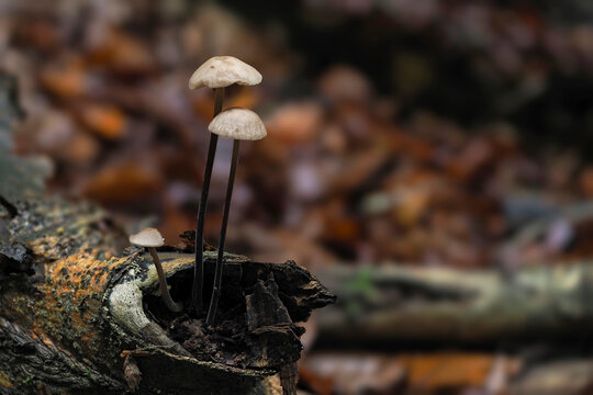 The Garlic Parachute (Mycetinis alliaceus) is an edible mushroom