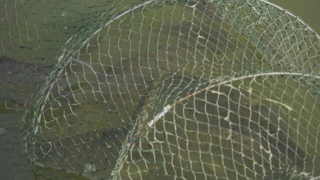 Close-up, Freshwater Fish Caught by Fisherman Swim in the Net on Coastal Meli