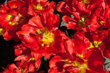 Blooming lily flower in the garden