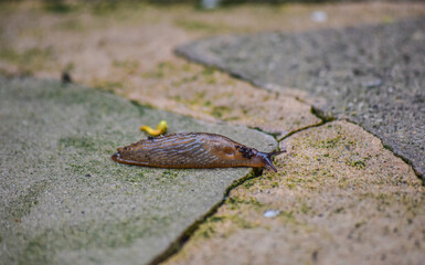 Slug is keep moving on the floor after the rain.