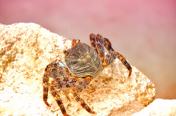 crab on beach in caribbean. Macro shot