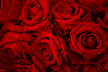 red roses background. Valentines day background. Red rose. 