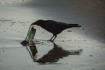 Crow picking up trash from the sea, Kamakura Japan