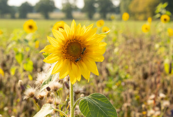 Fototapeta premium Sonnenblumenfeld ist von der Trockenheit Dürre betroffen