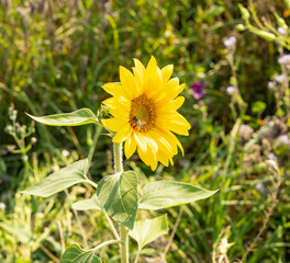 Sonnenblumenfeld ist von der Trockenheit Dürre betroffen