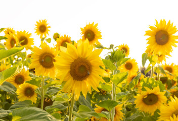 Obraz premium Sonnenblumenfeld ist von der Trockenheit Dürre betroffen
