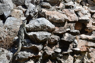 The black iguana (Ctenosaura similis)  35