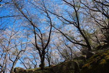 世界遺産「鬼ヶ城」桜の道　（三重県熊野市）